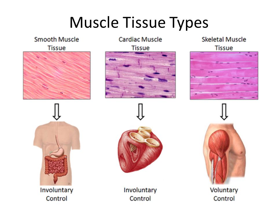 Three types of muscle tissue
